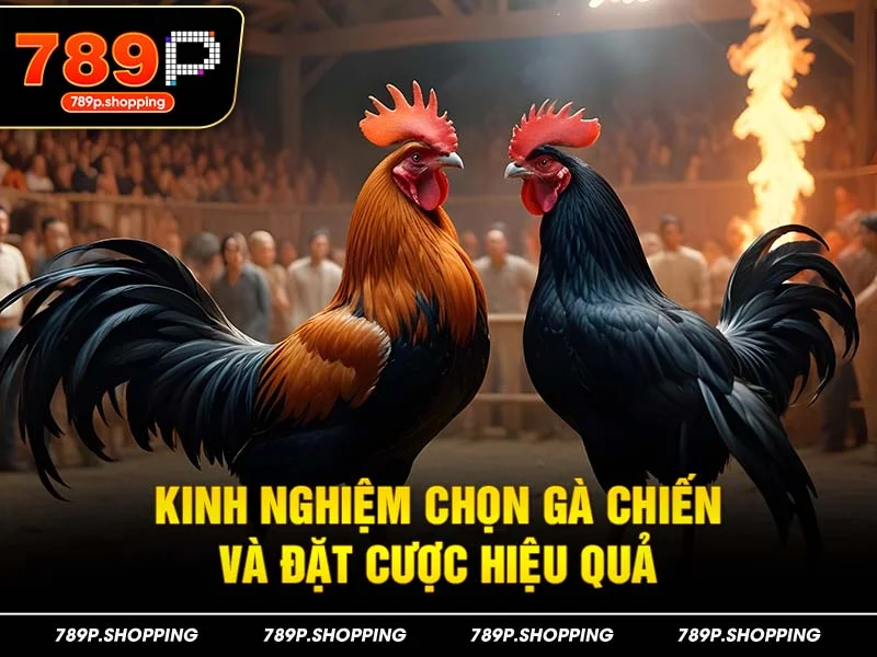 Kinh nghiệm chọn gà chiến và đặt cược hiệu quả